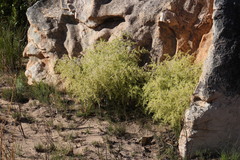 Asparagus lignosus