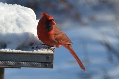 Cardinalis cardinalis