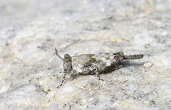 Paratettix freygessnerii