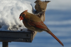 Cardinalis cardinalis