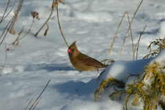 Cardinalis cardinalis