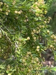 Melaleuca bracteata