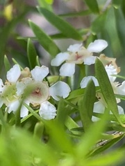 Melaleuca bracteata
