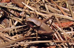 Atlanticus testaceus