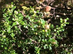 Pomaderris obcordata