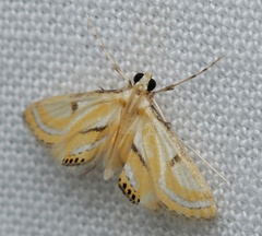 Tetrernia teminitis