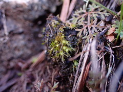 Pleuridium acuminatum