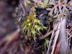 Pleuridium acuminatum