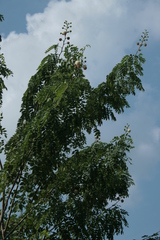 Leucaena macrophylla