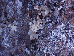 Lobaria hallii