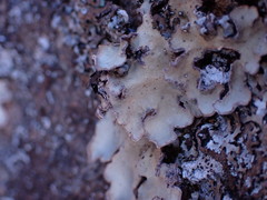 Lobaria hallii