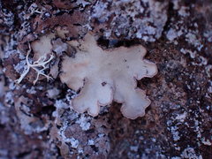 Lobaria hallii
