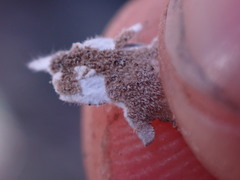 Lobaria hallii