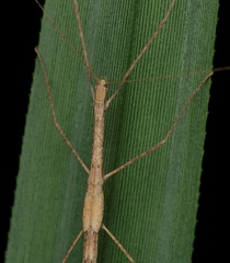 Sipyloidea larryi