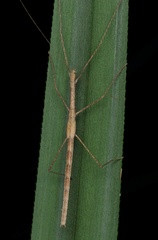 Sipyloidea larryi