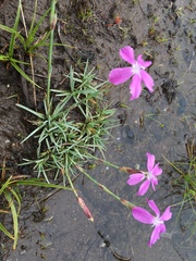Dianthus basuticus