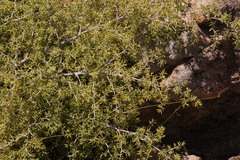 Asparagus lignosus