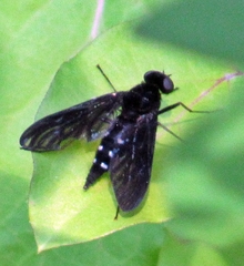 Chrysopilus connexus