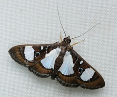 Glyphodes actorionalis