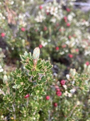 Cyathodes straminea