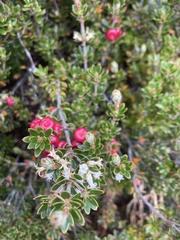 Cyathodes straminea