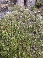 Cyathodes straminea