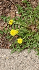 Taraxacum officinale