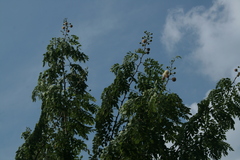 Leucaena macrophylla