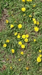 Taraxacum officinale