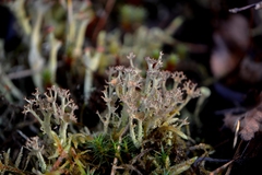 Cladonia crispata