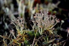 Cladonia crispata