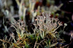 Cladonia crispata