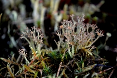 Cladonia crispata