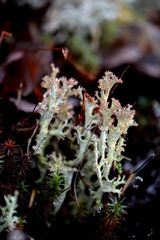 Cladonia crispata