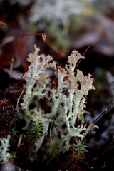 Cladonia crispata