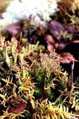 Cladonia crispata