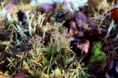 Cladonia crispata
