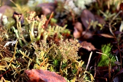 Cladonia crispata