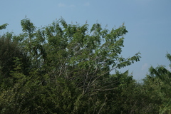 Leucaena macrophylla