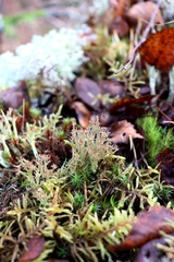 Cladonia crispata