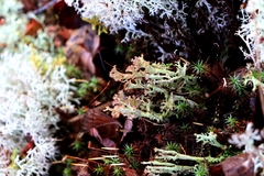 Cladonia crispata