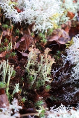 Cladonia crispata
