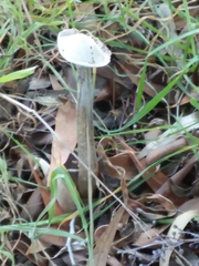 Battarrea phalloides