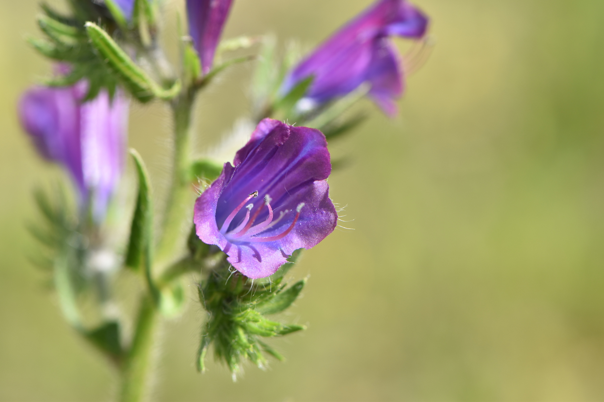 Echium