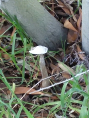 Battarrea phalloides