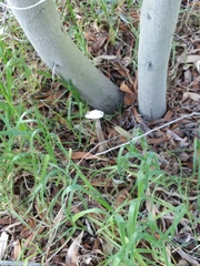 Battarrea phalloides