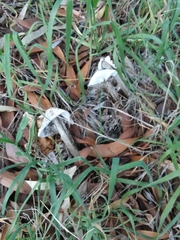 Battarrea phalloides