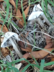 Battarrea phalloides