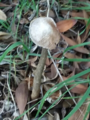 Battarrea phalloides