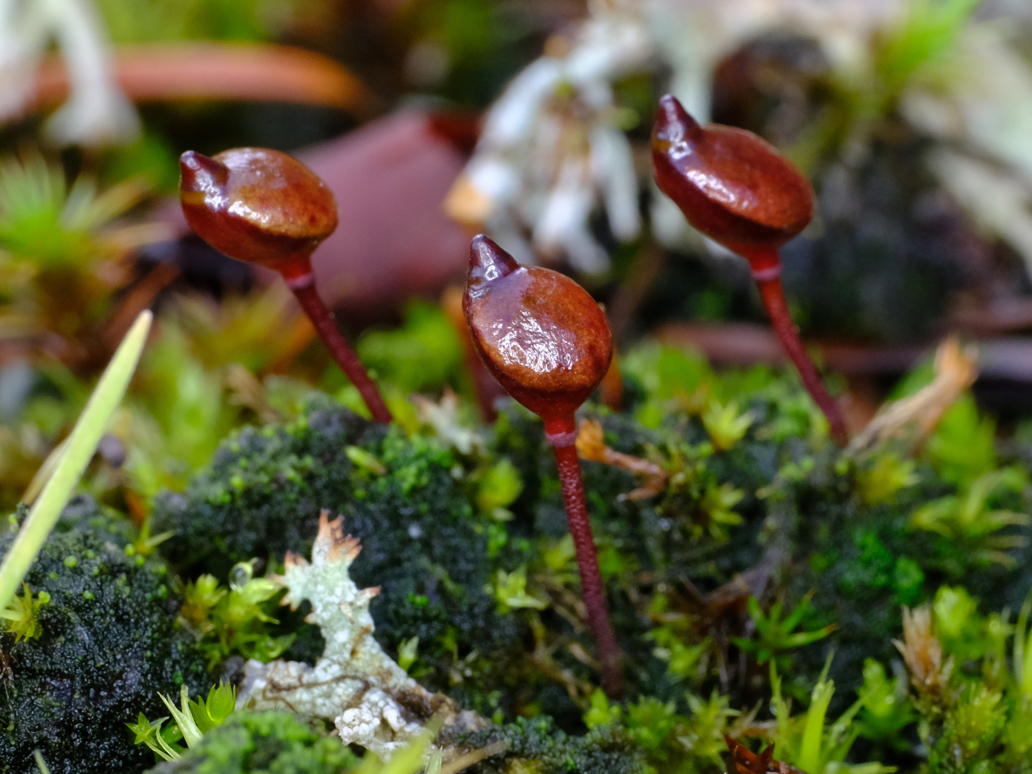Buxbaumia aphylla